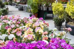 LES-PAYSAGES-FLEURIS_960P_162