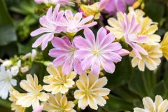 LES-PAYSAGES-FLEURIS_960P_165