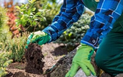 Végétalisation de terrasse à Morteau : pourquoi faire confiance à Les Paysages Fleuris pour votre projet ?