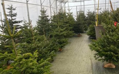 Sapin de noël à Maîche : trouvez votre arbre pour les fêtes