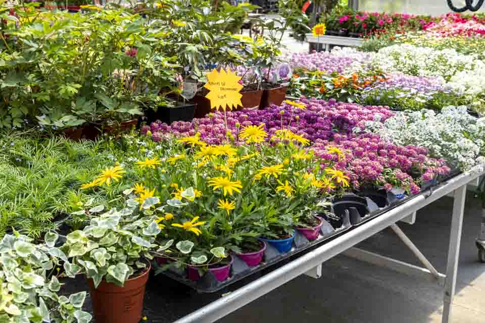 Vente de plantes intérieures à Morteau