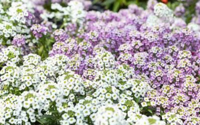 C’est le printemps, le moment idéal pour planter !