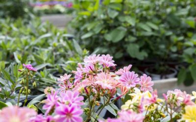 Fleurs de saison à Pont-de-Roide : comment créer des compositions florales harmonieuses et colorées