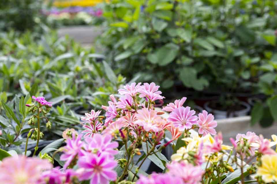 Fleurs de saison à Pont-de-Roide