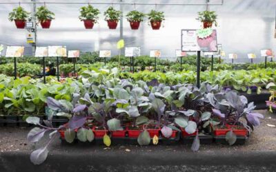 Vente de plantes extérieures à Pont-de-Roide : créez un jardin écologique avec des plantes locales
