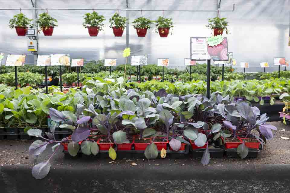 Vente de plantes extérieures à Pont-de-Roide